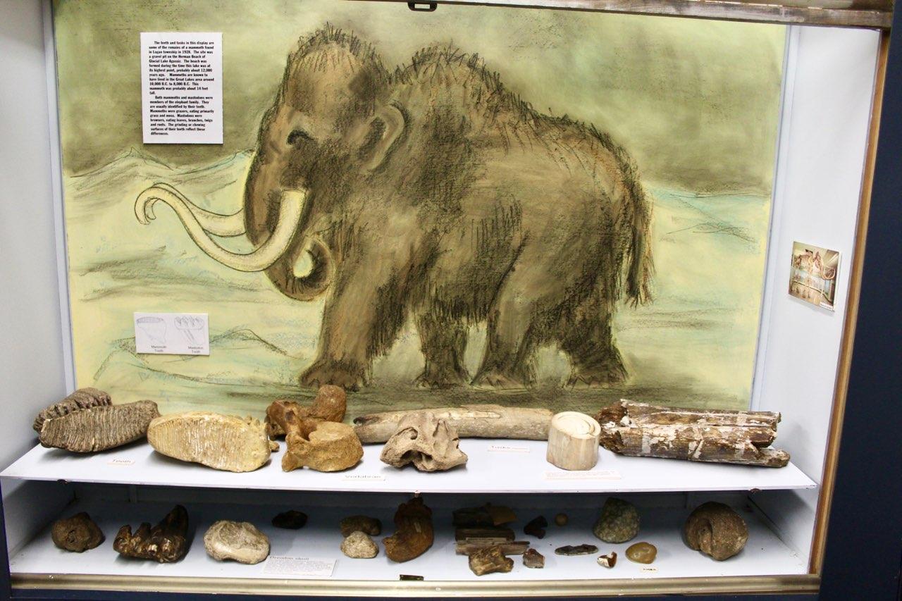 Mammoth Bones on display